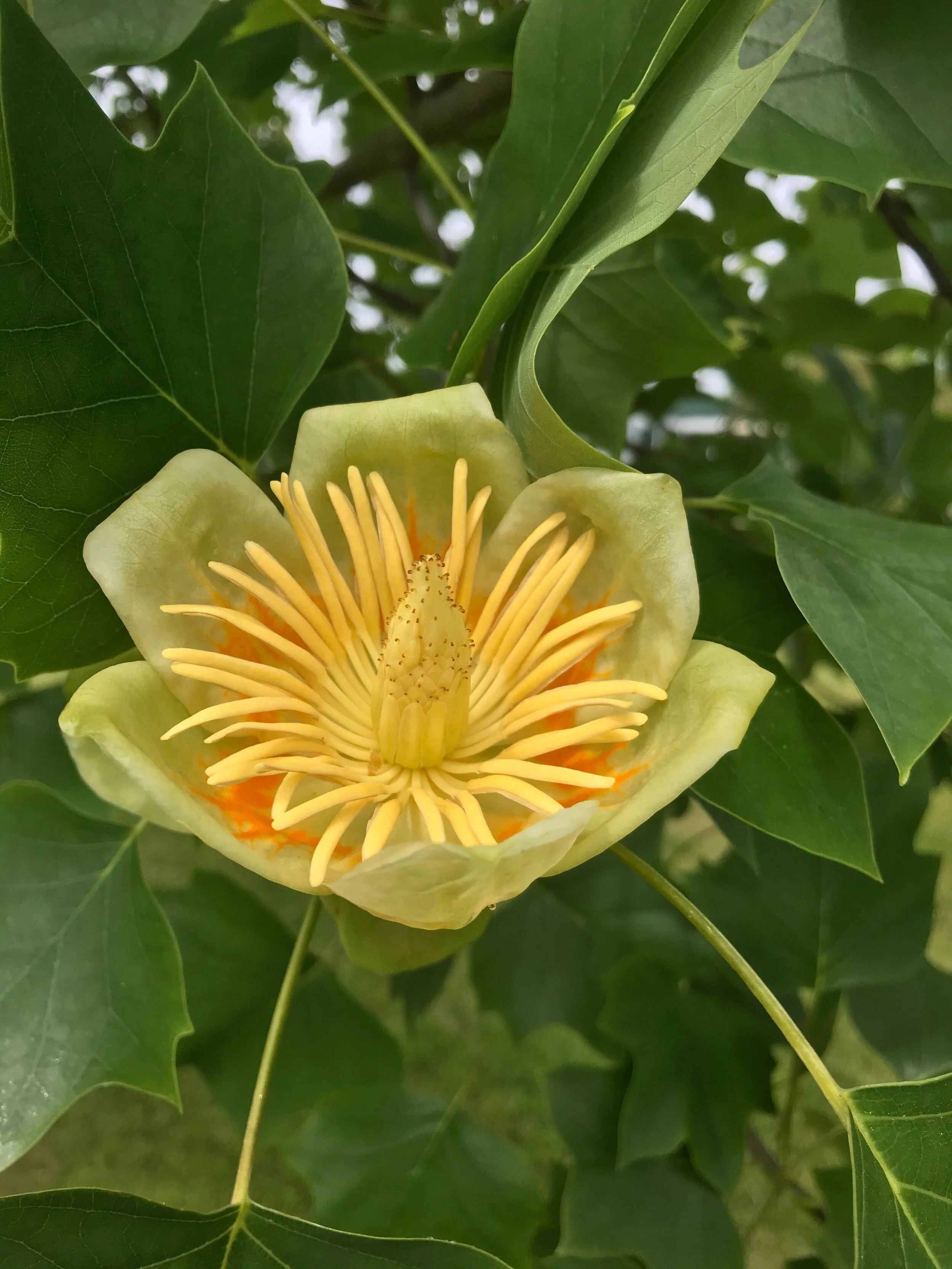 Tulip tree — Newport Tree Conservancy